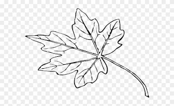 Leaf Outline Clip Art At Clipart Library - Maple Leaf Drawing Png