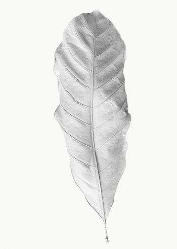 Leaf painted in white design element | Free  transparent png - 2357595