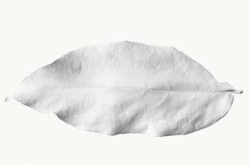 Leaf painted in white | Free  transparent png - 2347978