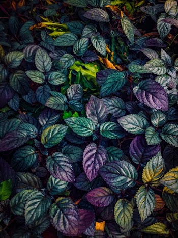 Leaf Painting