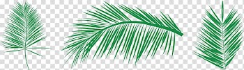 Leaf Palm branch Arecaceae , Areca tree needle Ye Lin transparent background PNG clipart