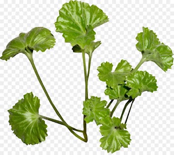 Leaf, Parsley, Herbaceous Plant, Flower PNG