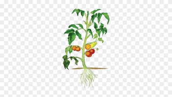 Leaf - Part Of Plant Clipart