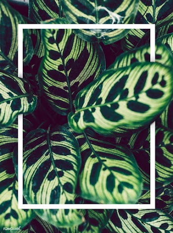 Leaf patterned card | Free stock psd mockup - 599735