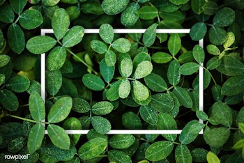 Leaf patterned card | Free stock psd mockup - 599744