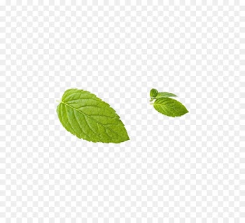 Leaf Peppermint Green - Mint leaf 