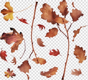 Leaf Petal Plant stem , autumn transparent background PNG clipart
