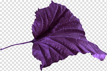 Leaf Petal Violet Color , leaf transparent background PNG clipart
