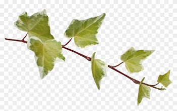 Leaf Photography Clip Art - Leaf Photography Clip Art