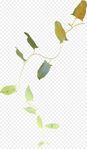 Leaf, Photography, Plant Stem, Flower, Plant PNG