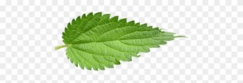 Leaf Pics, Pattern Collection - Leaf Nettle