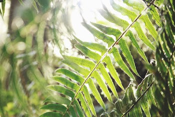 Leaf Plant