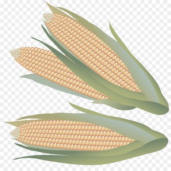 leaf plant anthurium vegetarian food corn on the cob