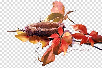 Leaf Plant Autumn Petal , Leaf transparent background PNG clipart