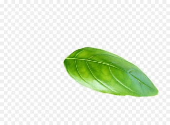 Leaf Plant Basil - basil 