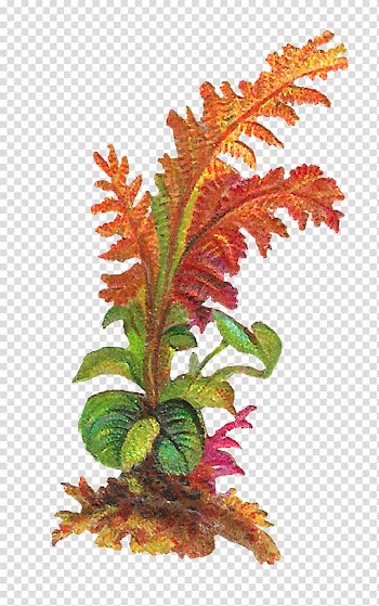 Leaf Plant , botanical transparent background PNG clipart
