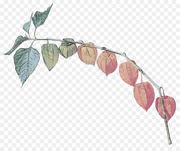 leaf plant flower branch flowering plant