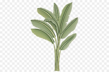 leaf plant flower flowering plant tree