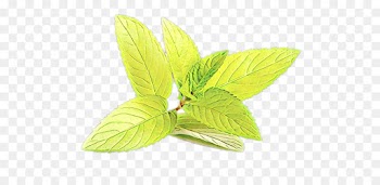 leaf plant flower herb tree