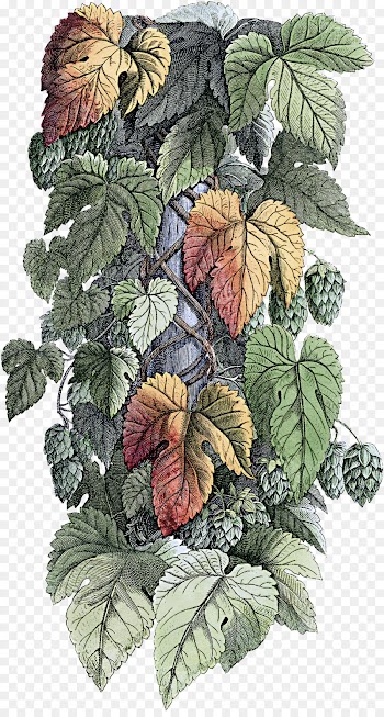 leaf plant flower humulus lupulus flowering plant
