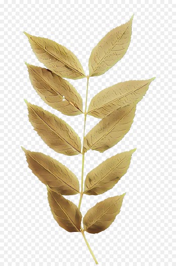 leaf plant flower tree flowering plant