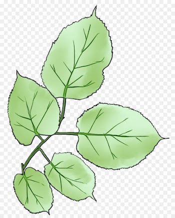 leaf plant flower tree flowering plant