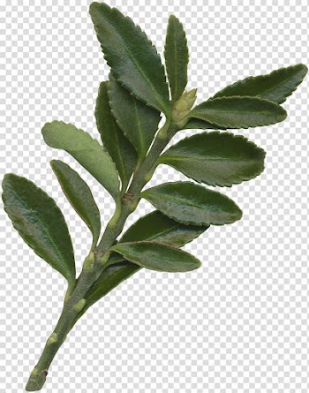 Leaf Plant Gratis, Leaves transparent background PNG clipart