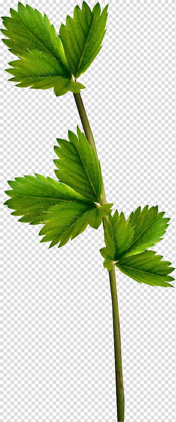 Leaf Plant , Green leaves transparent background PNG clipart