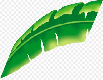 Leaf Plant Green Musa basjoo - palm leaves 