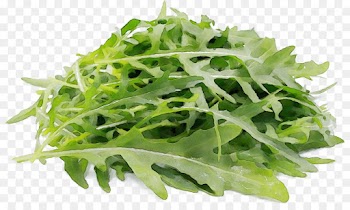 leaf plant leaf vegetable flower vegetable