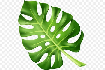 Leaf Plant Leaves - Leaf 