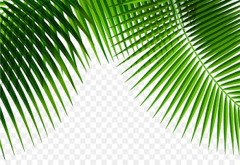 Leaf Plant - Palm leaf 