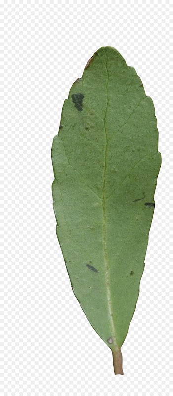 Leaf, Plant Pathology, Pathology, Green PNG