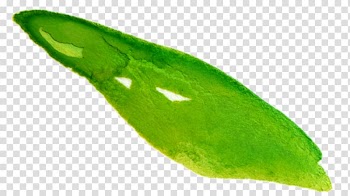 Leaf Plant pathology, Watercolor Autumn transparent background PNG clipart