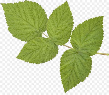 leaf plant slippery elm flower tree