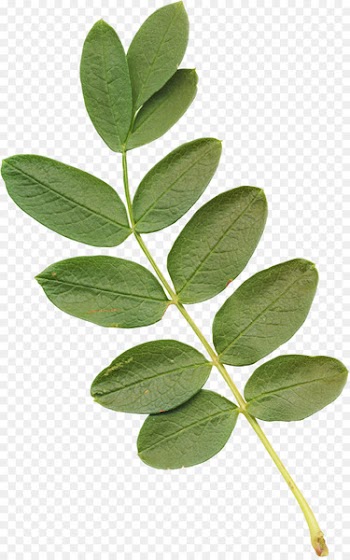 Leaf Plant stem Acacia - Eucalyptus leaves 