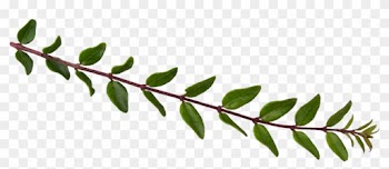 Leaf Plant Stem Album Clip Art - Leaf Plant Stem Album Clip Art