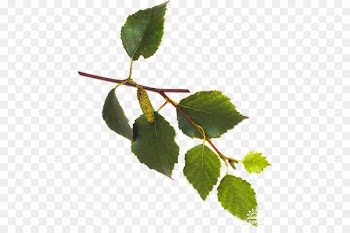 Leaf Plant stem Branch Clip art - Leaf 