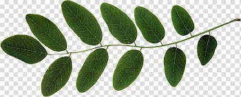 Leaf Plant stem Branch , clover transparent background PNG clipart