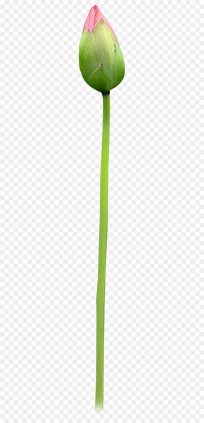 Leaf Plant stem - Budding lotus bud 