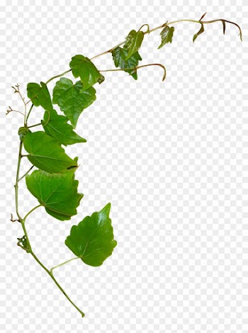 Leaf Plant Stem Clip Art - Leaf Plant Stem Clip Art