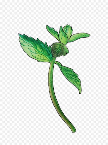 Leaf, Plant Stem, Flower, Flowering Plant PNG