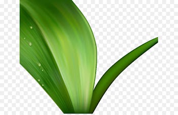Leaf Plant stem Flower Plants - leaf swag 
