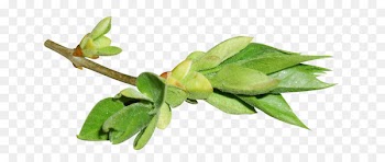 Leaf Plant stem Flower Portable Network Graphics Adobe Photoshop - leaf swag 