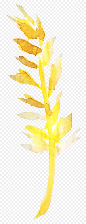 Leaf, Plant Stem, Flower, Yellow PNG