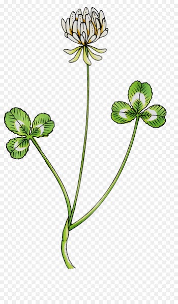 Leaf Plant stem Flowering plant Plants -  