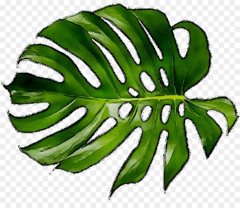 Leaf Plant stem Greens Fruit Plants -  