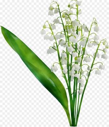Leaf Plant stem Herb Plants -  