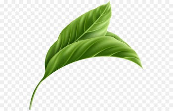 Leaf Plant stem - Leaf 
