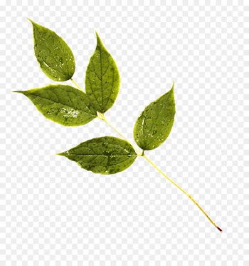Leaf Plant stem - leaf 